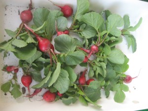 fotos varies 2014 008