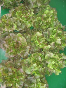 fotos varies 2014 009