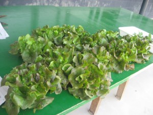 fotos varies 2014 012