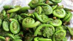 Fiddleheads-570x321