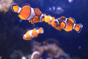 loren-javier_6977121105_d27f372d37_b