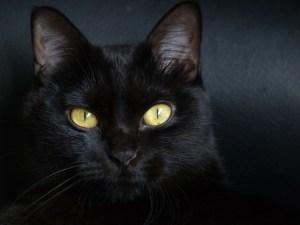 gato20negro