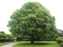 Resultado de imagen de castanyer