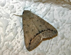 Ver las imágenes de origen