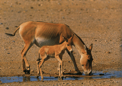 Resultado de imagen de Hemió