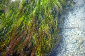 Resultado de imagen de LlapÃ³